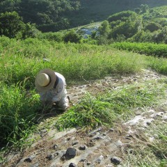 畑に這いつくばって汗まみれ、土埃まみれになっての作業です