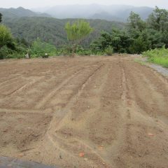 カモマイル・ジャーマン畑の表土が雨で流されているのが心配です