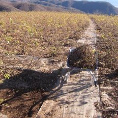 除草した草と剪定した枝の後片付け