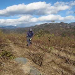 ローズ畑では耳がちぎれる様な寒さの中、除草作業が続いています