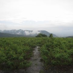 朝から雨が降ったり止んだりの蒸し暑い農場です