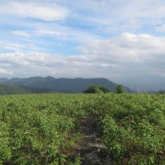 作業が終わる頃には青空が出て来ました