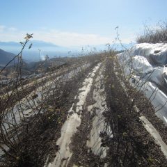 剪定作業の続き