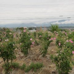 事務局前のローズ畑は花で溢れています