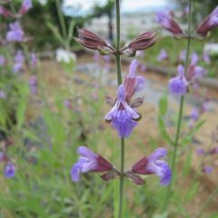 セージの花も咲いています