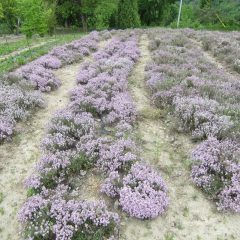 タイム・ブルガリスはピンクの花で覆われています