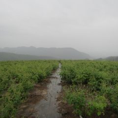 午後になって雨が降り始めました