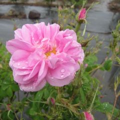 咲き始めたローズに冷たい雨が・・・・・