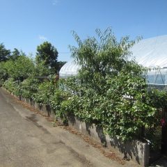 事務局前のつるバラの花柄切りをしました