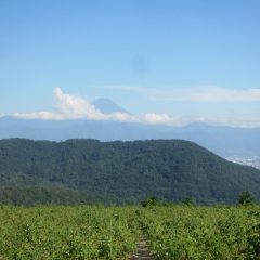 夕方、富士山が雲の間から顔を出してくれました