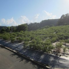 今日も日が傾くまでローズに埋もれながら除草作業が行われています