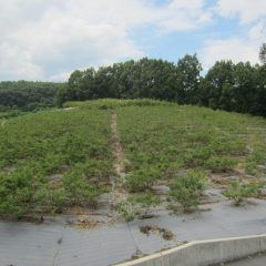 ローズ畑の除草作業が続いています