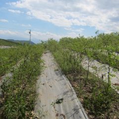 これから除草作業をするローズ畑