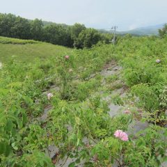 除草作業中に二番花を咲かせている株を見つけました