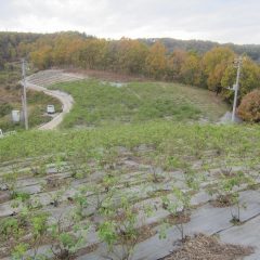 ローズ畑では剪定前の除草作業が続いています