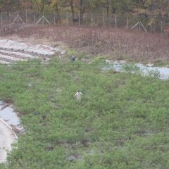 除草作業が終わると剪定作業が待っています