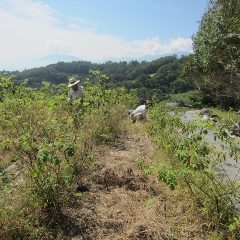 ローズ畑では除草した草の片付け作業が行われています