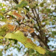 花が咲き終わって種が出来ています