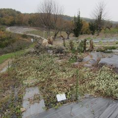 霧雨の降る中、残っていた切り落としたユーカリの枝の跡片付けをしました