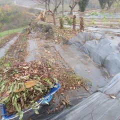 細かい枝や落ちた葉を掃除して跡片付け終了する頃は雨が本降りになりました
