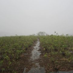雨に煙るローズ畑