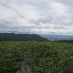 雨は小康状態のローズ畑