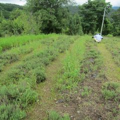 雨の上がっている僅かな時間を使ってタイム・ブルガリスの除草作業をしています