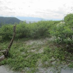 取り急ぎ草を刈ることにしました