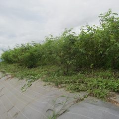 何とか人が通れる場所を確保しました
