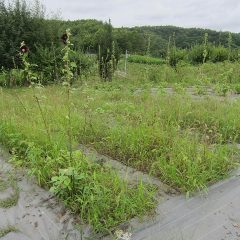 ブラックマロウ畑も草だらけ、ポツポツと雨が落ちて来たので大急ぎで草刈り作業