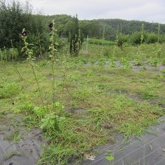 草刈り作業が終わる頃には雨が本降りになりました