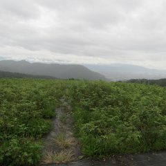 そして今日もまた雨降り