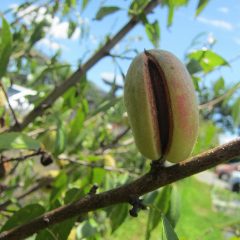 桃の仲間なので仄かに甘い桃の香りがして、実が割れて中の種が見えているものもあります