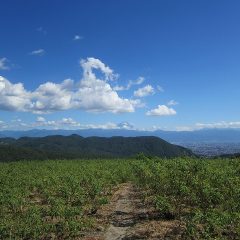 青い空、白い雲、雲の向こうには富士山