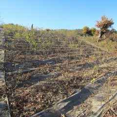 急斜面での作業はこれまた一苦労です