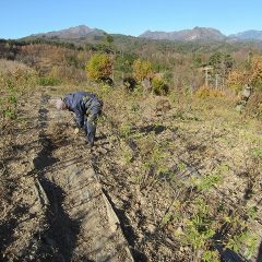 草出し作業もあと少し