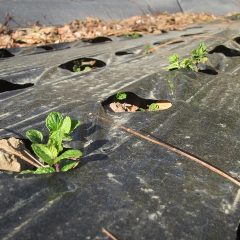 新芽がマルチの穴から顔を出して順調に根付いた様です