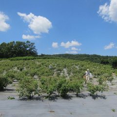 こちらの畑の収穫終了