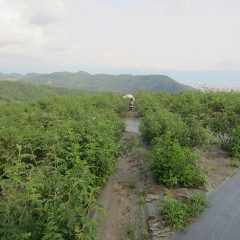 ローズの収穫が終わってからは除草作業の毎日