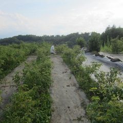 蒸し暑い中で除草作業は毎日続いています