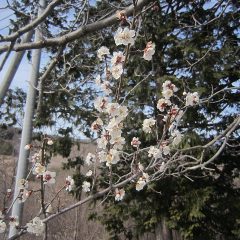 六弁の梅が満開になりました