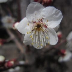 ほとんどが五枚の花弁ですが一輪だけ六弁の梅をまた見つけました