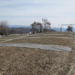 カモマイル・ジャーマン畑の除草作業継続中です