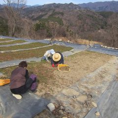今年もまた除草地獄の始まりです
