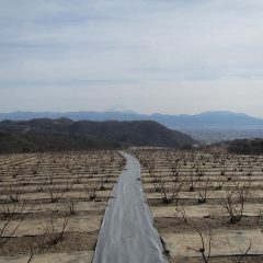 暖かな日差しを浴びる農場のローズ畑