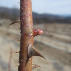 ほんの少しだけ芽が動き始めています