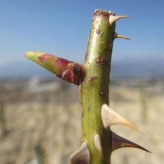 事務局前のローズの芽がぐっと伸びて来ました