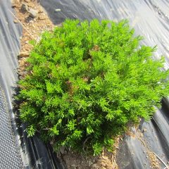 カモマイル・ローマンの株が生き生きして来ました