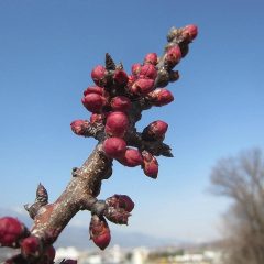 アプリコットの蕾が膨らんで来ました