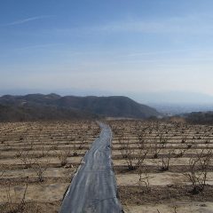 暖かい日差しに包まれた農場のローズ畑